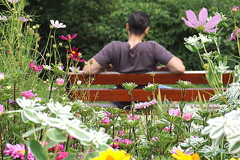 bench, boy On The Bench, seated Young Man, male, guy, flowers, meeting, rest, relaxation, bench In The Park, park