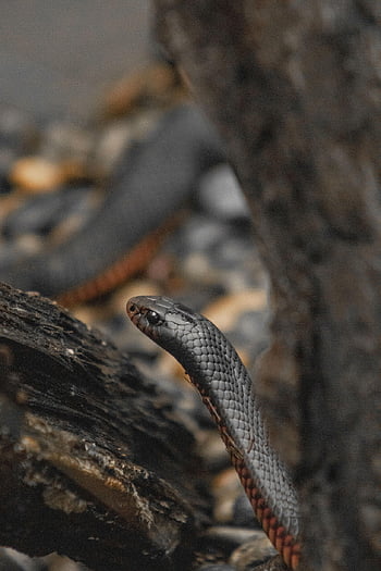 Červené, červené břicho, pseudechis porphyriacus, Red Belly Black Snake, černý had, jedovatý, zvíře, plaz, váhy, břicho, Austrálie