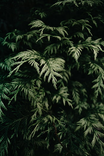 green fern leaves, close-up fern, lush foliage, intricate texture, shallow focus, nature themes, foliage themes, green leaves, fern plants, natural background, leaf details