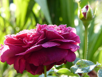 rose, blossom, bloom, flower Wallpaper, dewdrop, dew, petals, flower, close Up, pink Rose, pink Flower