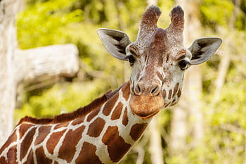 キリン、 動物、 動物園、 自然、 肖像画、 ティアパークヘラブルン、 野生動物