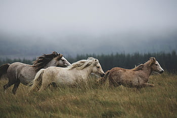 wild horses, galloping horses, misty field, foggy background, lush greenery, side view, running horses, grassy field, forest backdrop, natural scenery, wild animals