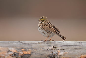 savannah Sparrow, sparrow, bird, animal, beak, feathers, plumage, wildlife, nature, closeup, barnyard