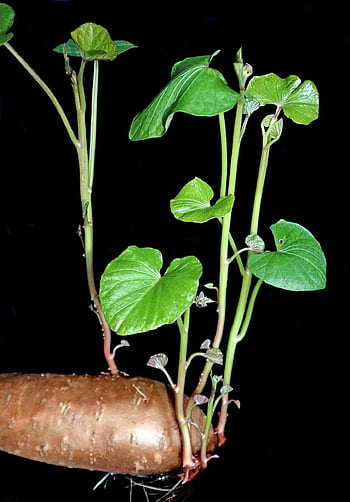 groente, natuur, zoete aardappel, kiemen, groeiend, gezond, voedsel, bladeren, gebladerte