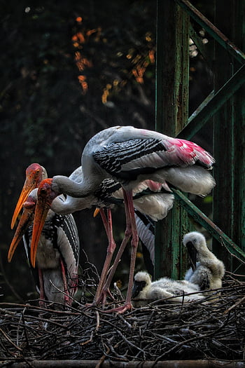 pták, zobák, peří, Příroda, zvíře, volně žijících živočichů, ptačí, ornitologie, květiny, kánon fotografie, fotograf