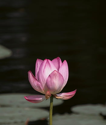květ, lotus, pupen, rostlina, lotosový bud, růžový květ, okvětní lístky, leknín, vodní rostliny, rybník, Příroda