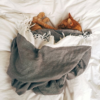 orange tabby katt, sovande katt, vit textil, Mysig filt, varmscen, tröstande scen, bedårande katt, lugn sömn, katt under filt, kattslapan, husdjur fotografering