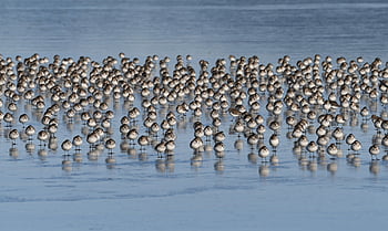 sandpipers, flock, wings, water, birds, nature, wildlife, birdwatching, birding, animals, outdoor