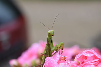 insetto, mantide, mantide religiosa, entomologia, Famiglia Mantidi, fiori rosa, Guazza, natura, macrofotografia, avvicinamento
