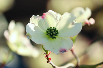 blühender Hartriegel, cornus florida, Natur, weiße Blumen, Hartriegel Blüten, Strauch, blühen, Zierpflanze, Garten, Zierstrauch, Frühling