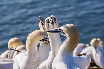 mořský pták, severní gannet, Příroda, ptáků