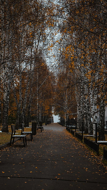 panche di legno, alberi autunnali, Tranquil Park, sentiero, fogliame autunnale, panchine, Impostazione autunnale, percorso alberato, posti a sedere all'aperto, Parco sereno, foglie d'autunno
