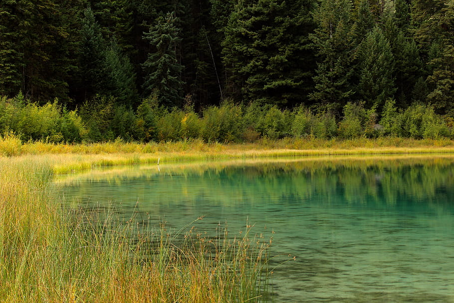 Kentucky Alleyne Provincial Park, osika háj, Britská Kolumbie, Kanada, jezero, Příroda, krajina, voda, zelená, cestovat, zkoumání