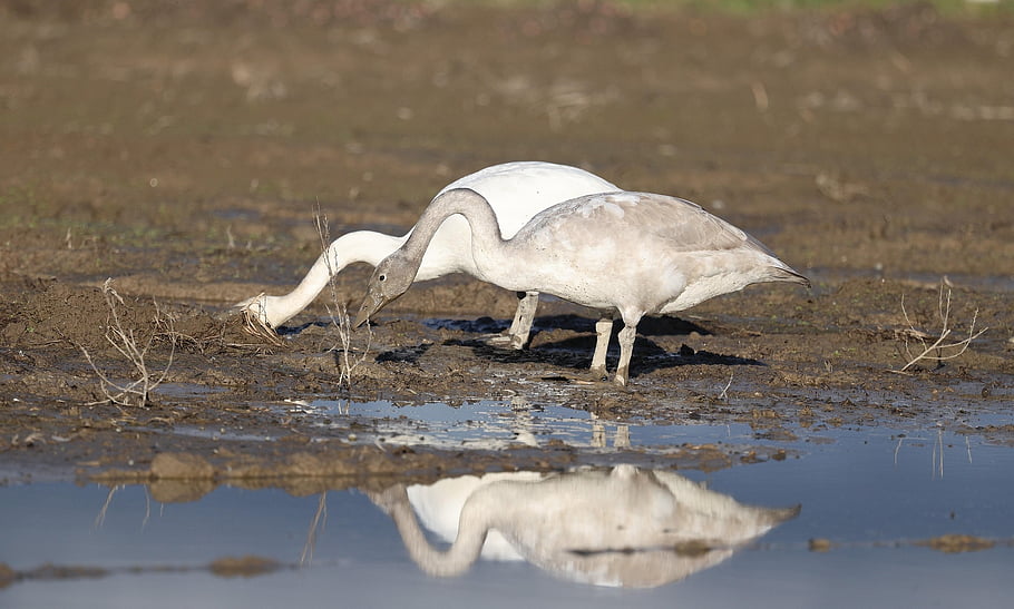animal, birds, swans, ornithology, beak, feathers, plumage, flight, wildlife, nature, birdwatching