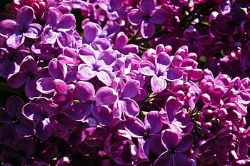 lila, violett, Blumen, Frühling, Garten, Buchse, Natur