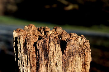 stake, old, drink, erosion, decomposition, fencing, fields, prairie, agriculture, breeding, animals