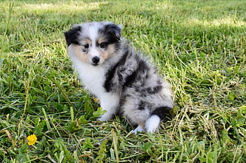 sheltie, κουτάβι shetland sheepdog, κατοικίδιο ζώο, σκύλος, shetland sheepdog, των ζώων, γούνα, θηλυκό Sheetland Sheepdog Skippie, ρύγχος, θηλαστικά, προ
