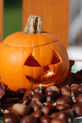 pumpkin, helloween, chestnuts, orange, carved, hollowed Out, maroni, sweet Chestnuts