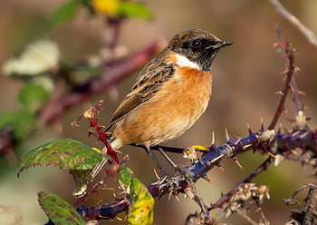 stonechat, male Stonechat, small Bird, songbird, perched, post, winter, orange, feather, bird, avian