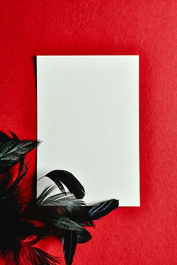 weißes leeres Papier, roter Hintergrund, schwarze Federn, Kreative Designs, einfaches weißes Papier, fett rot, stilvolle Federn, minimalistisches Design, künstlerische Komposition, Kontrastfarben, dekorative Elemente