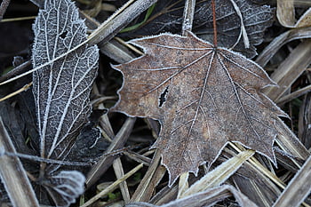 le foglie, brina, congelato, nervature fogliari, struttura fogliare, pavimento, textures, strutture, asciutto, natura