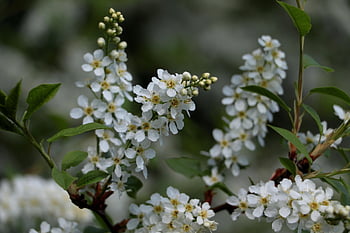 prunus padus, ptačí třešeň, květ, Příroda, les, jaro, okvětní lístky, krása, flóra