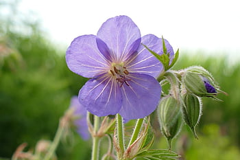 cranberry's Beak, geranium Pratense, geraniceae, flora, plant, flower, nature, purple, blue, pelagonia, cranesbill Family