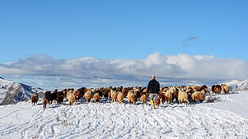 indyk, niebieskie niebo, kaçkars, stado, pasterz, owczarek, widok, ispir, Natura, stado owiec, góry