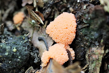 latte di lupo, muffa melmosa, Epidendrum di licogallo, funghi, rami secchi