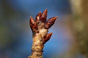 bud, branch, growth, spring, sprouted, sprout, spring Awakening, tree, nature