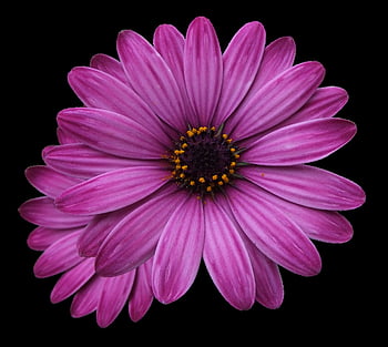 MARIGOLDS زهرة،  وردة بنفسجية،  الزهور بابوا نيو غينيا،  زهور خلفية شفافة،  للفوتوشوب،  زهرة الارجوان،  خلفية زهرة،  زهور مشرقة،  زهرة،  أرجواني،  الصيف