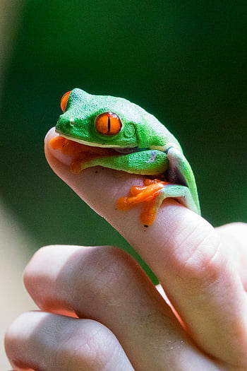 red-eyed frog, colorful frog, tree frog, vivid orange, green hues, human finger, close-up, amphibian, nature photography, wildlife, frog on finger
