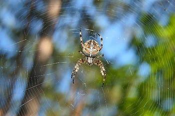 spider, arachnid, spider Web, cobweb, web, orb, weaver, insect, bug, arachnophobia, nature