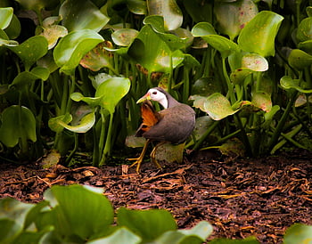 white-breasted, waterhen, white-breaster Waterhen, bird, nature, wildlife, animal, lake, feathers, plumage, outdoors