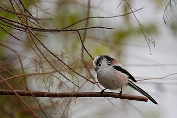 bird, feathers, plumage, avian, wildlife, wild, beak, birdwatching, ornithology, wood, forest