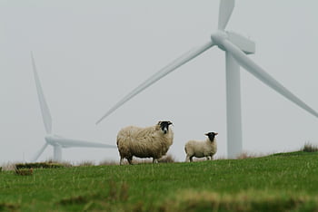 sheep, wool, couple, wind Mills, mills, pasture, wind, turbine, farm