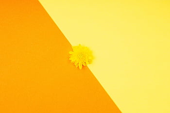 flower, minimalist, background, Wallpaper, hd Wallpaper, mac Wallpaper, beautiful Wallpaper, dandelion, wallpaper Hd, floral Background, bloom