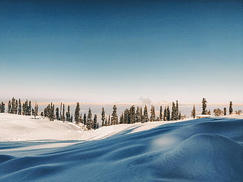 terreno innevato, alberi verdi, Paesaggio innevato, alberi di pino, chiaro cielo blu, scenario invernale, bellezza naturale, fotografia all'aperto, ambiente sereno, tempo freddo, vista delle montagne
