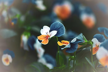flowers, postcard, macro, beautiful Flowers, blurred, autumn Theme, summer Theme, android Wallpaper, hello, blossom Flowers, a Post Card