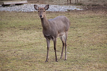cerb, animal, natură, joc de conservare, Brown Gaming, Joc maro, Jocuri maro