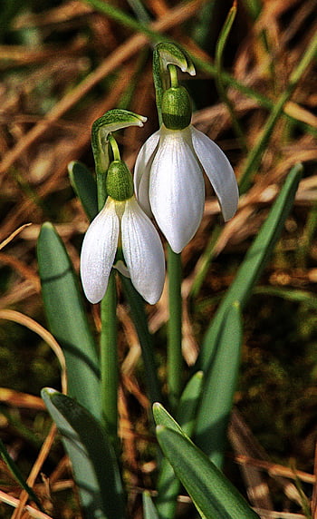 kardelen, erken bahar, güzel çiçekler, çiçek duvar kağıdı, Bahar çiçeği, küçük kardelen, Galanthus, nergis zambağı, çiçek, doğa, bitki