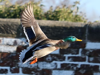 Happy, Wing, Wednesday, drake, mallard, smiling, duck, Trent & Mersey Canal, Sandbach, Cheshire, winter