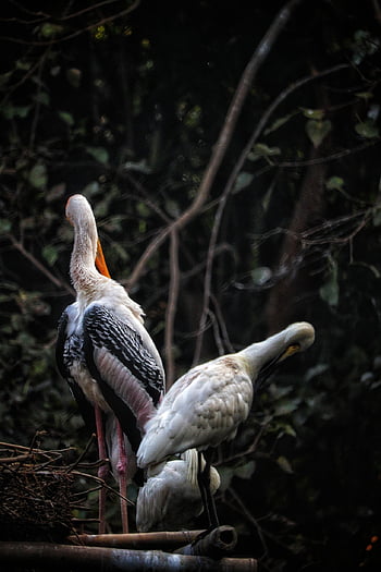 pták, zobák, peří, zvíře, volně žijících živočichů, ptačí, Příroda, ornitologie, Feelgoodphoto, canon6dmarkii, květiny