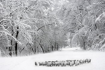 ovce, stádo, stromy, zimní, sníh, zvířat, Příroda, krajina