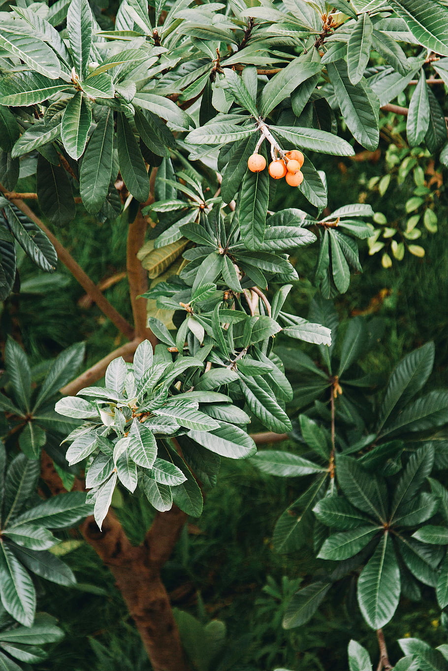 loquat tree, ripe orange fruits, green leaves, outdoor view, detailed view, loquat fruits, orange round fruit, green plants, tree branch, ripe fruits, outdoor plants