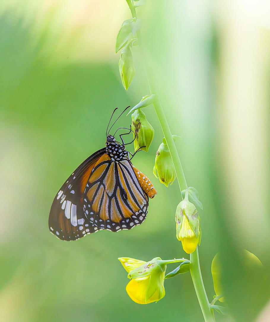 farfalla, insetto, animale, natura, macro, avvicinamento, Tailandia, ambiente, Esplorare, estate, minuscolo