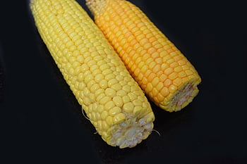 maíz, mazorca, maíz en la mazorca, agricultura, cosecha, Produce, orgánico, vegetales, comida