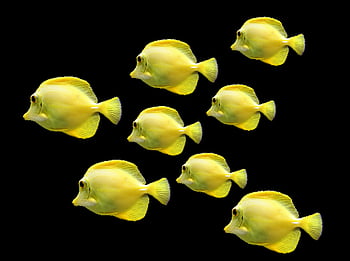 des poissons, école de poisson, Monde sous marin, mer, créatures de la mer, essaim, sous-marin, la nature, aquarium
