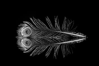 feather, peacock, plumage, texture, art, peacock Feather, feathers, structure, kernel, bird, bird Feathers