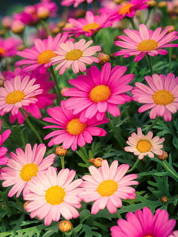 pink, flowers, bloom, blossom, pink Flowers, pink Petals, petals, flora, flower Wallpaper, floriculture, horticulture